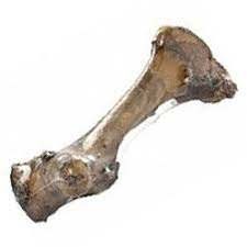 עצם מעושנת ענקית.